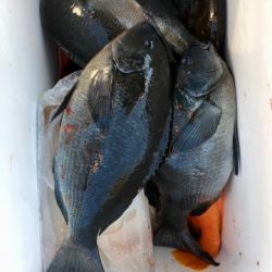 鵜来島家本渡船 釣果