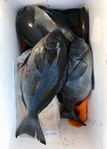 鵜来島家本渡船 釣果