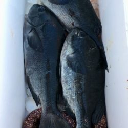 鵜来島家本渡船 釣果