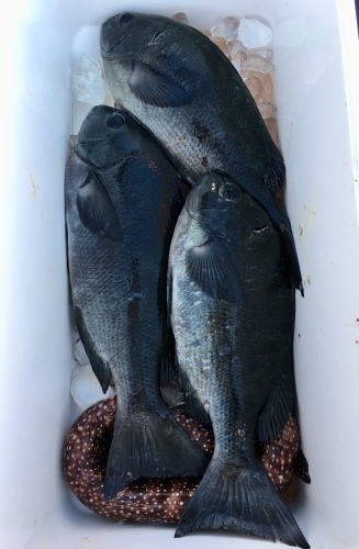 鵜来島家本渡船 釣果