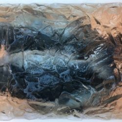 鵜来島家本渡船 釣果