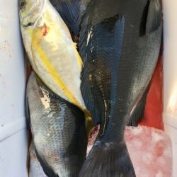 鵜来島家本渡船 釣果