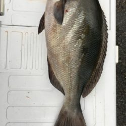 鵜来島家本渡船 釣果