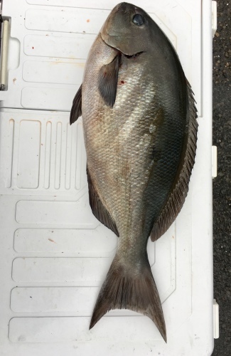 鵜来島家本渡船 釣果