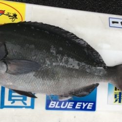 鵜来島家本渡船 釣果