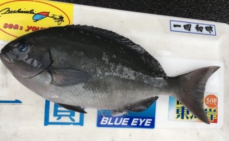 鵜来島家本渡船 釣果