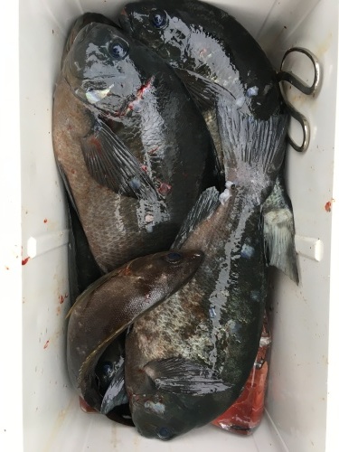 鵜来島家本渡船 釣果