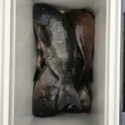 鵜来島家本渡船 釣果