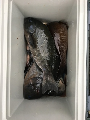 鵜来島家本渡船 釣果