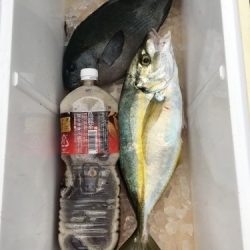 鵜来島家本渡船 釣果