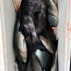 鵜来島家本渡船 釣果
