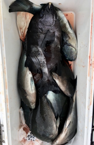 鵜来島家本渡船 釣果