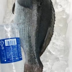 鵜来島家本渡船 釣果