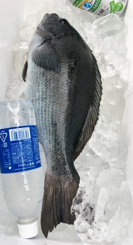 鵜来島家本渡船 釣果