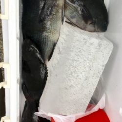 鵜来島家本渡船 釣果