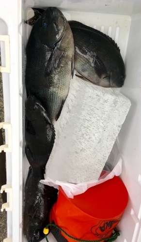 鵜来島家本渡船 釣果