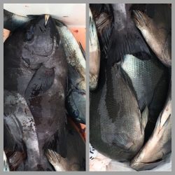 鵜来島家本渡船 釣果