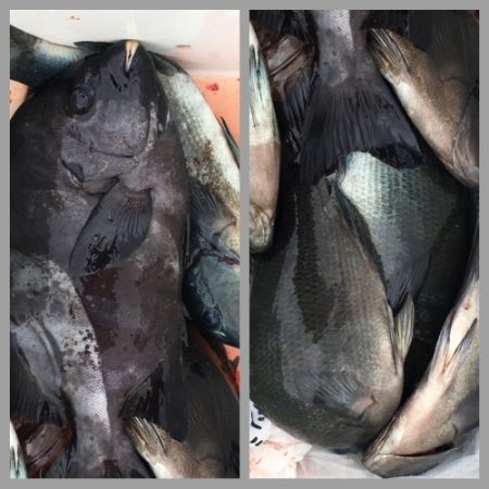 鵜来島家本渡船 釣果