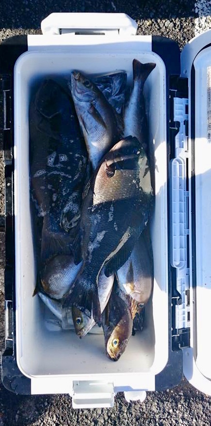 鵜来島家本渡船 釣果