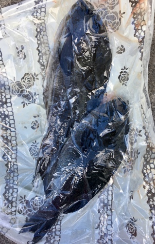 鵜来島家本渡船 釣果