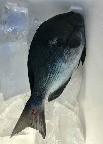 鵜来島家本渡船 釣果