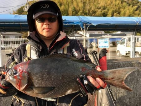 鵜来島家本渡船 釣果