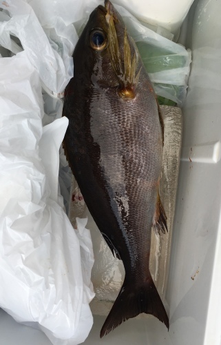 鵜来島家本渡船 釣果