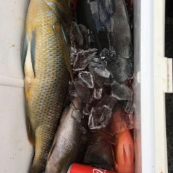 鵜来島家本渡船 釣果