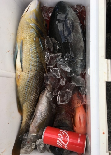 鵜来島家本渡船 釣果