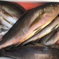 鵜来島家本渡船 釣果