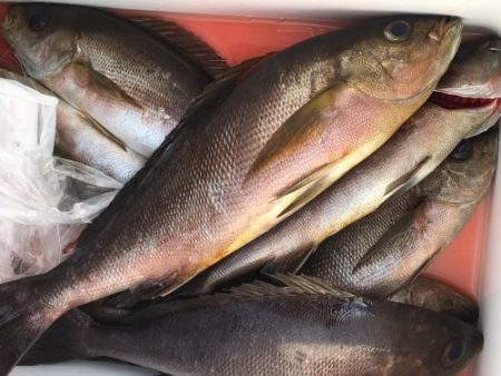 鵜来島家本渡船 釣果