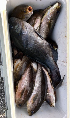 鵜来島家本渡船 釣果