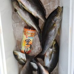 鵜来島家本渡船 釣果