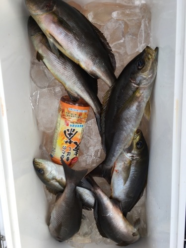 鵜来島家本渡船 釣果