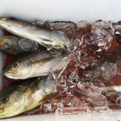 鵜来島家本渡船 釣果