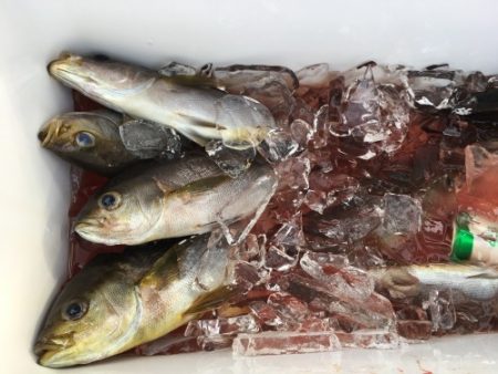 鵜来島家本渡船 釣果