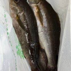 鵜来島家本渡船 釣果