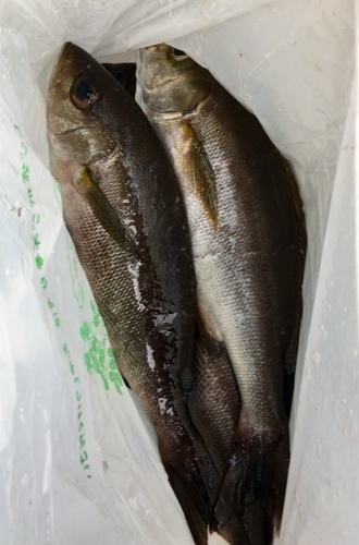 鵜来島家本渡船 釣果