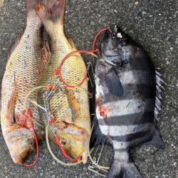 鵜来島家本渡船 釣果