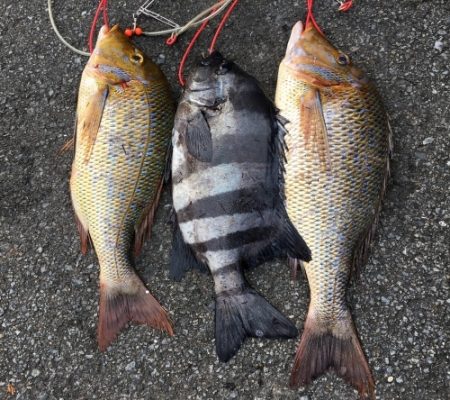 鵜来島家本渡船 釣果