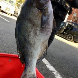 鵜来島家本渡船 釣果