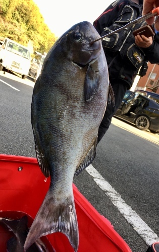 鵜来島家本渡船 釣果