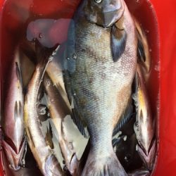 鵜来島家本渡船 釣果