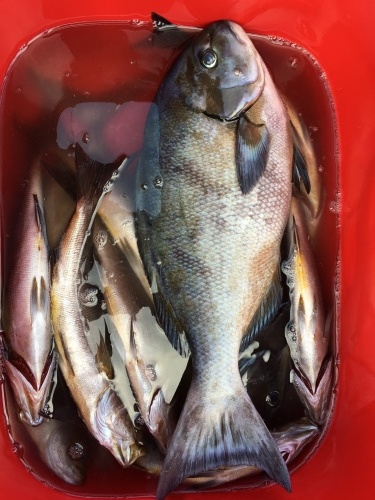 鵜来島家本渡船 釣果