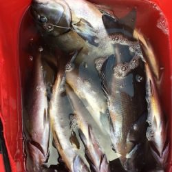 鵜来島家本渡船 釣果