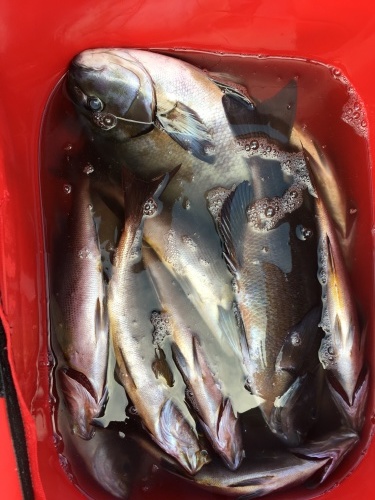 鵜来島家本渡船 釣果