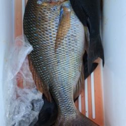 鵜来島家本渡船 釣果