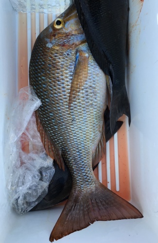 鵜来島家本渡船 釣果