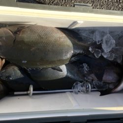 鵜来島家本渡船 釣果