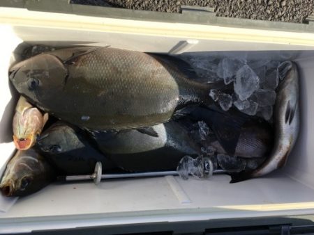 鵜来島家本渡船 釣果